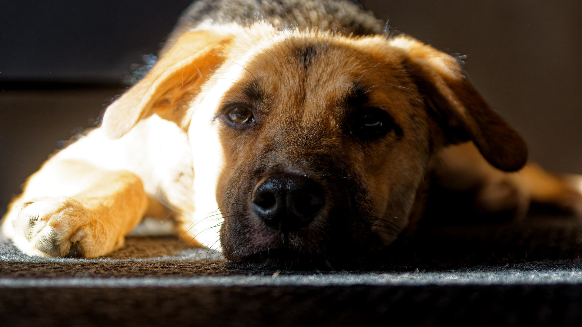 Ein neues Kapitel für Vitto